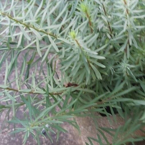 Euphorbia cyparissias Leaf