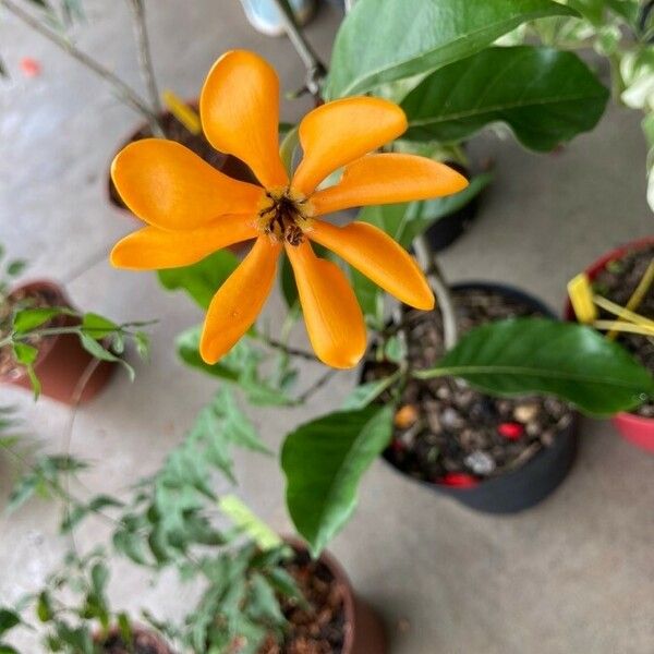 Gardenia carinata Flor