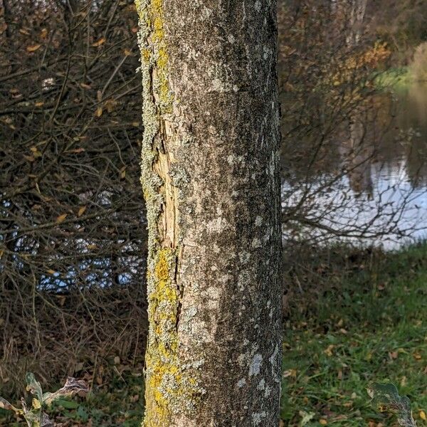 Euonymus europaeus Bark