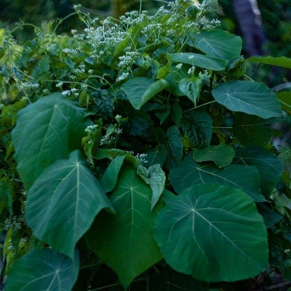 Mikania micrantha Plante entière