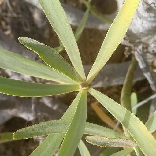 Euphorbia regis-jubae Fulla