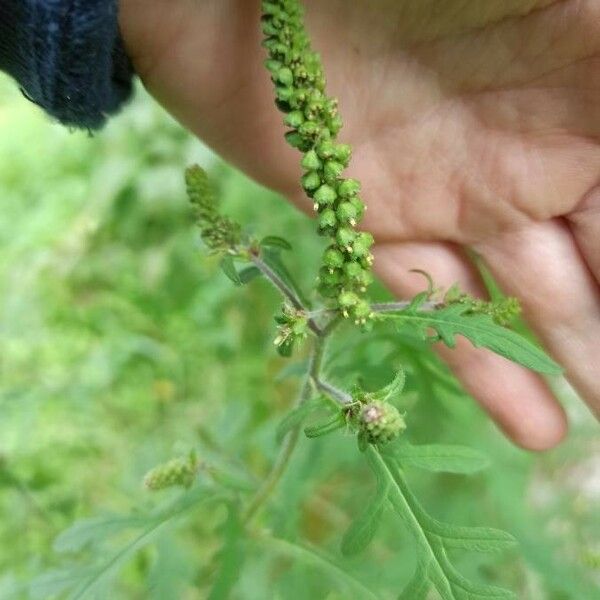 Ambrosia artemisiifolia Fruit