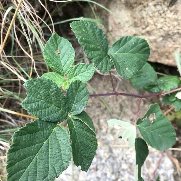 Rubus boraeanus Foglia