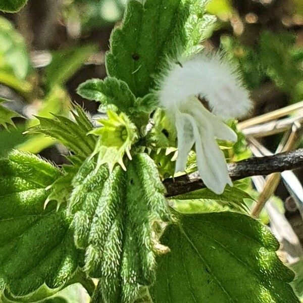 Leucas glabrata Flower