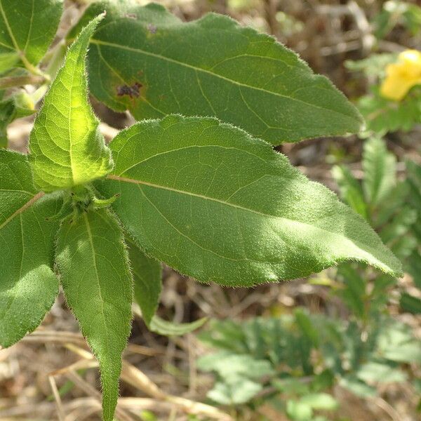 Wedelia calycina Leaf