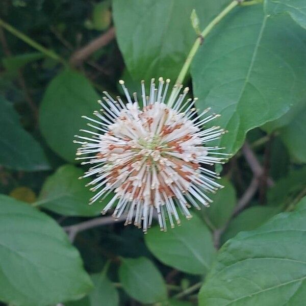 Cephalanthus occidentalis Flower