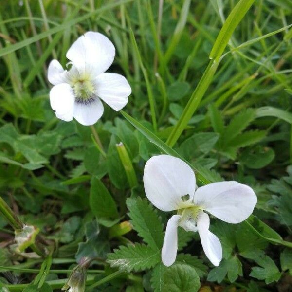 Viola striata Floro