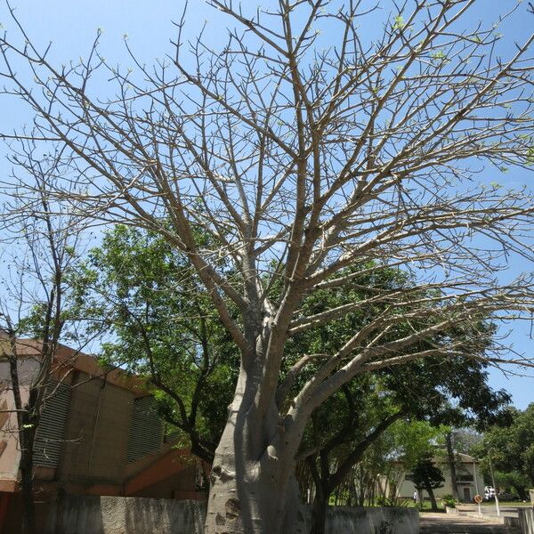 Adansonia digitata Coajă