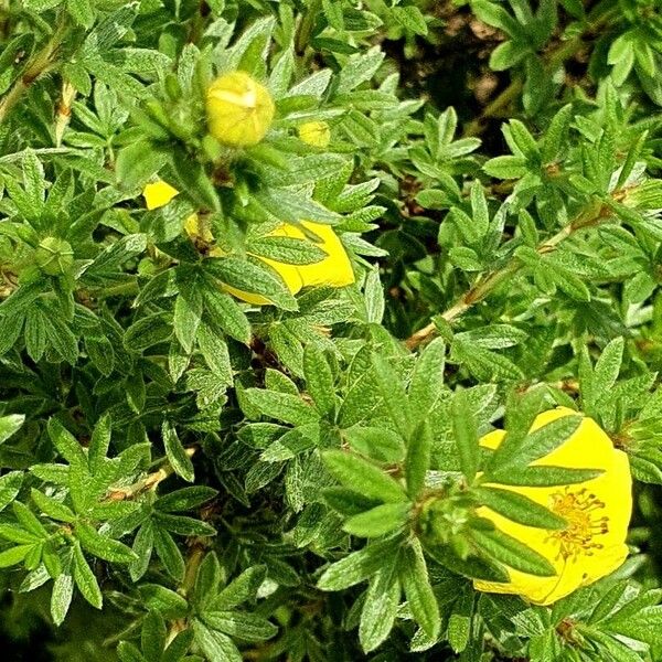 Dasiphora fruticosa Leaf