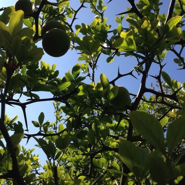 Citrus trifoliata عادت