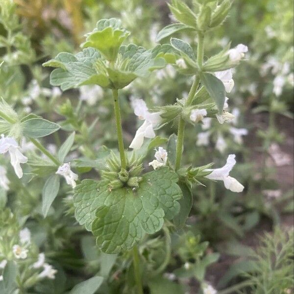 Stachys annua Blad