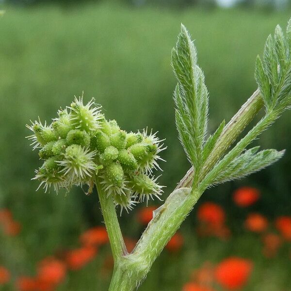 Torilis nodosa Fruct