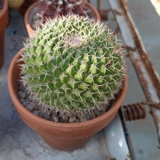 Mammillaria winterae Ŝelo