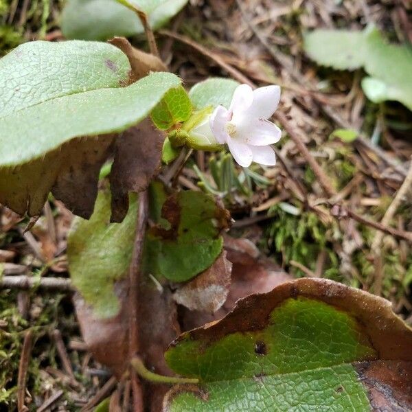 Epigaea repens Flower