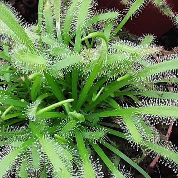 Drosera capensis Hábito