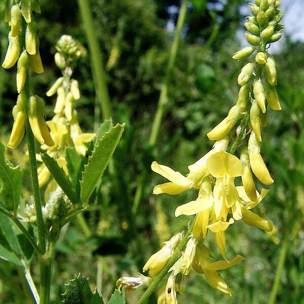 Melilotus officinalis फूल