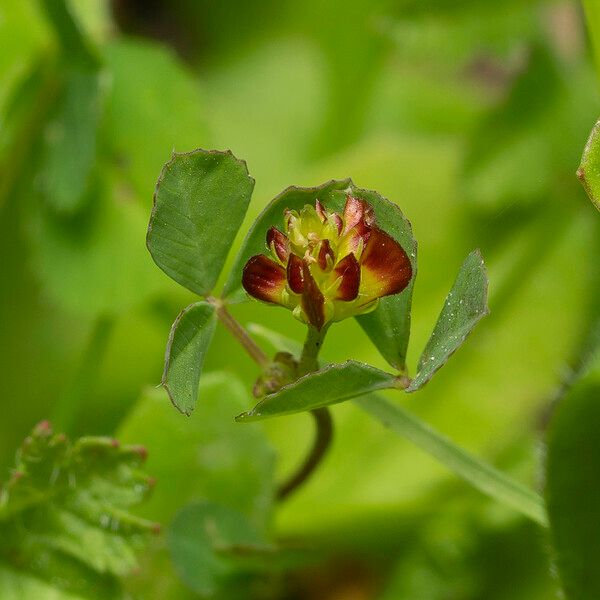 Trifolium spadiceum Хабит