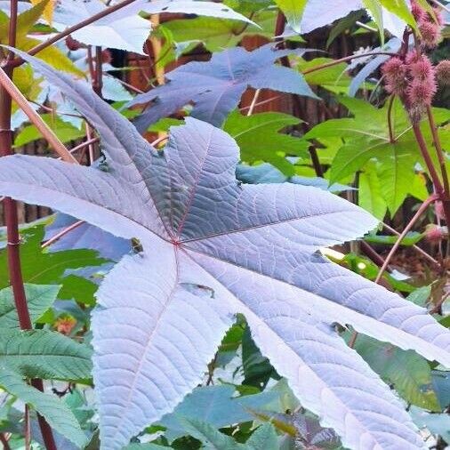 Ricinus communis Leaf