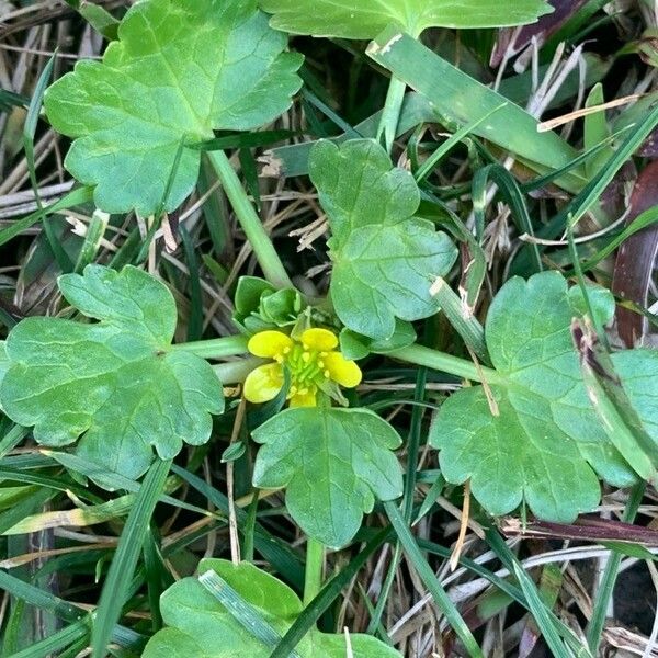 Ranunculus muricatus Blomma