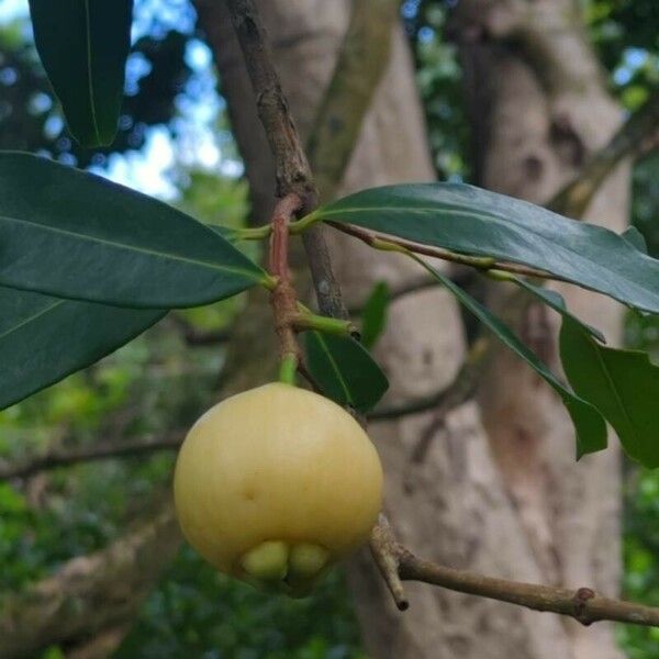 Syzygium jambos Fruit