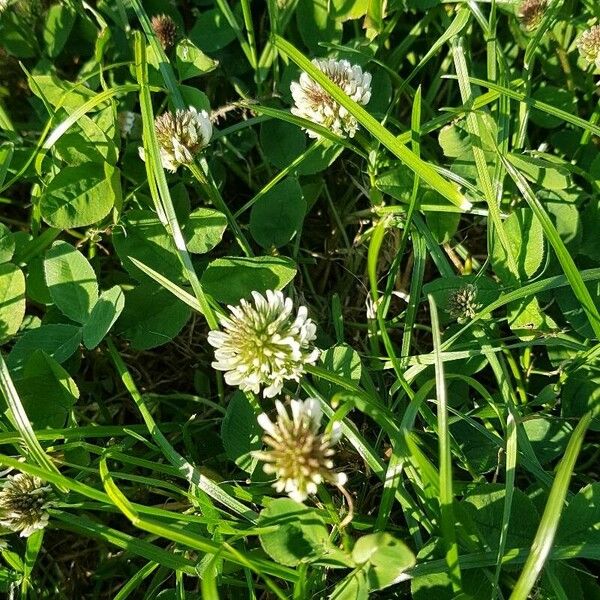 Trifolium repens फूल