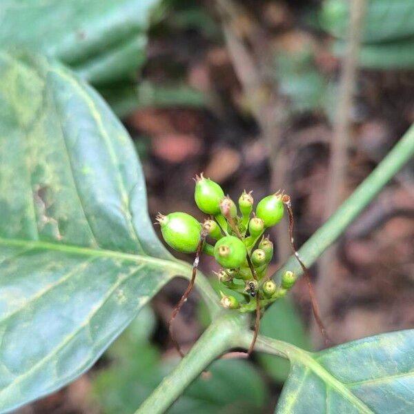 Oxyanthus speciosus ഫലം