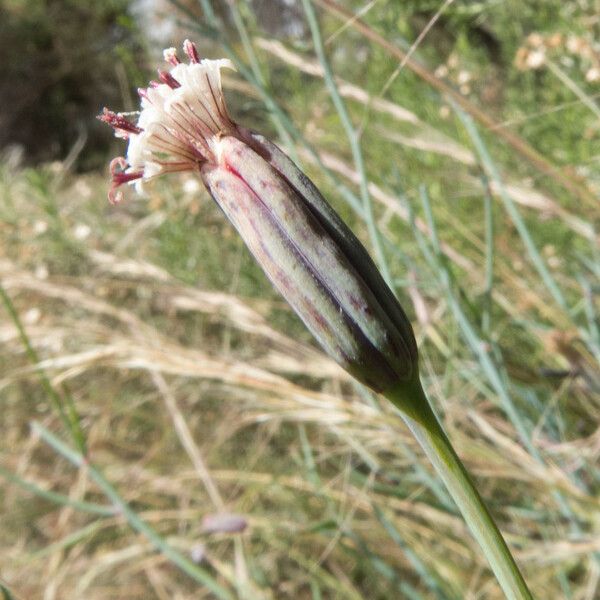 Porophyllum gracile Fruit