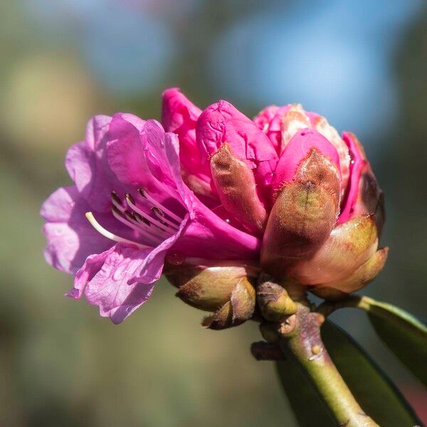 Rhododendron anthosphaerum Flower
