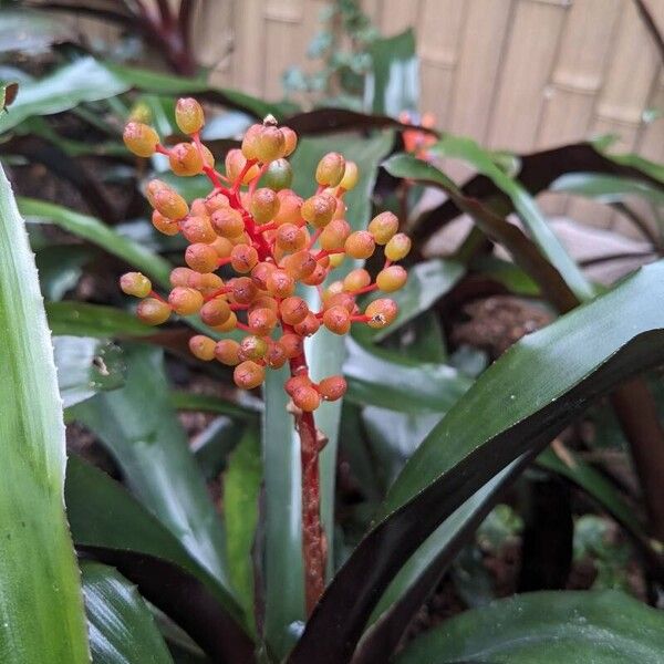 Aechmea miniata 花