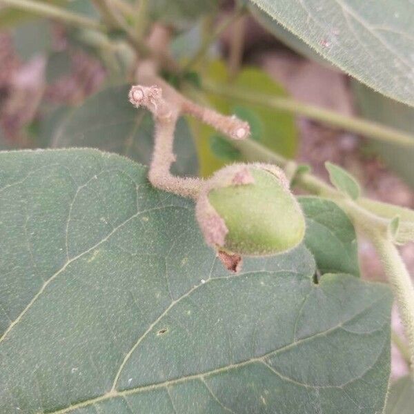 Solanum abutiloides Fruit