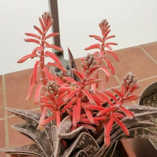 Aloe variegata Virág