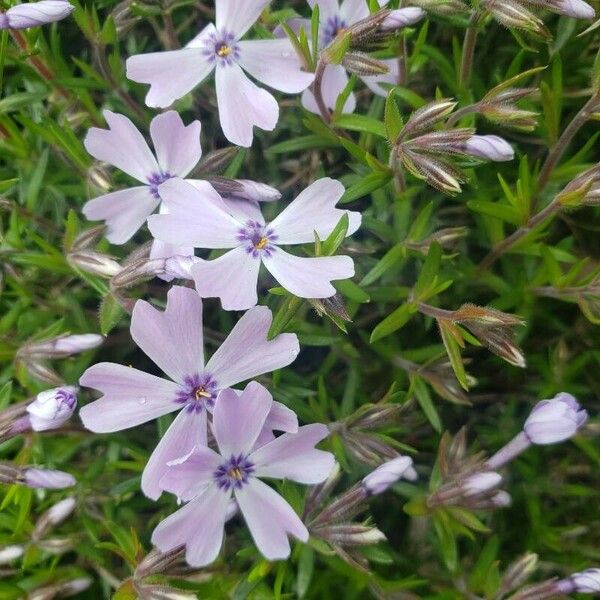 Phlox subulata ᱵᱟᱦᱟ