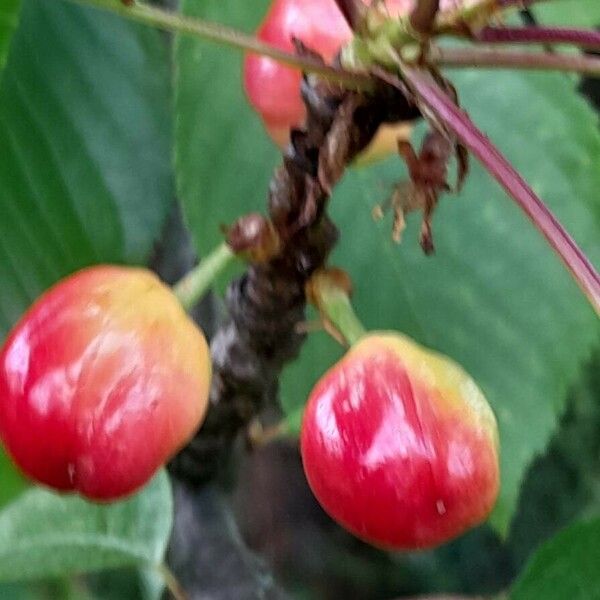 Prunus avium Fruit