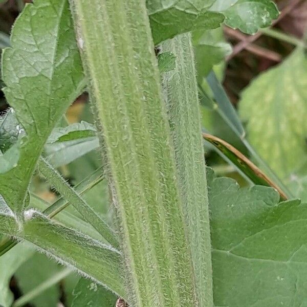 Pastinaca sativa Kůra