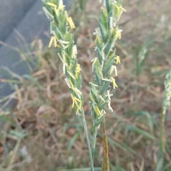 Elymus repens Flower