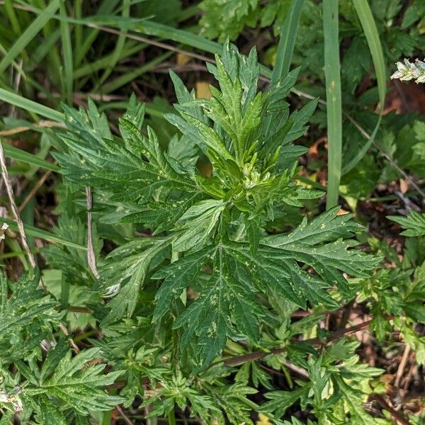 Artemisia vulgaris 叶
