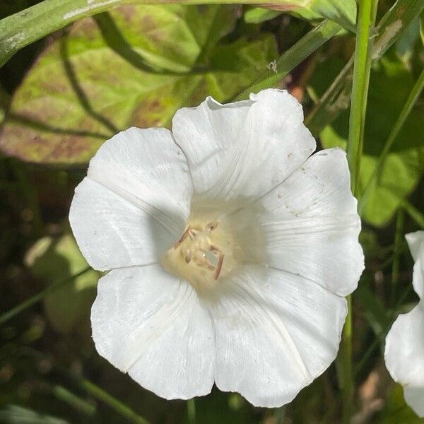 Calystegia sepium Blüte