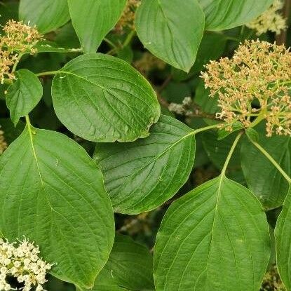 Cornus alternifolia Foglia