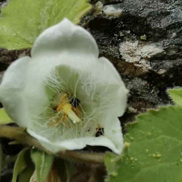 Campanula lanata Flower