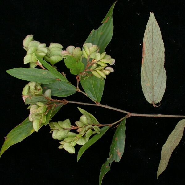 Flemingia strobilifera 形态