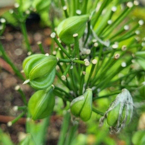 Agapanthus umbellatus Fruit