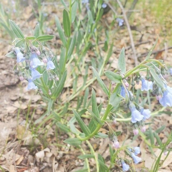 Mertensia ciliata Fleur