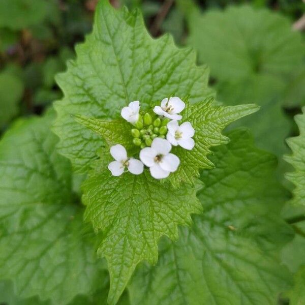 Alliaria petiolata Blüte