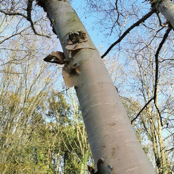 Betula ermanii Bark