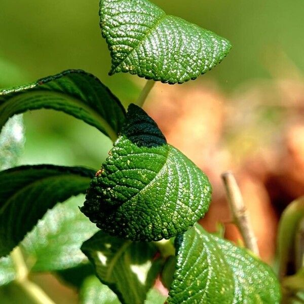 Rosa rugosa Blatt