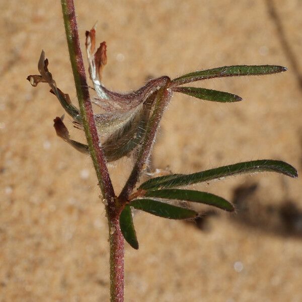Anthyllis lotoides 葉