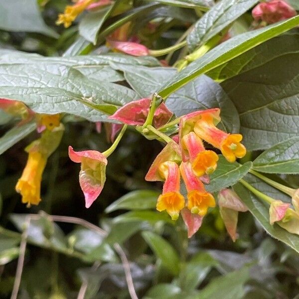 Lonicera involucrata Flower