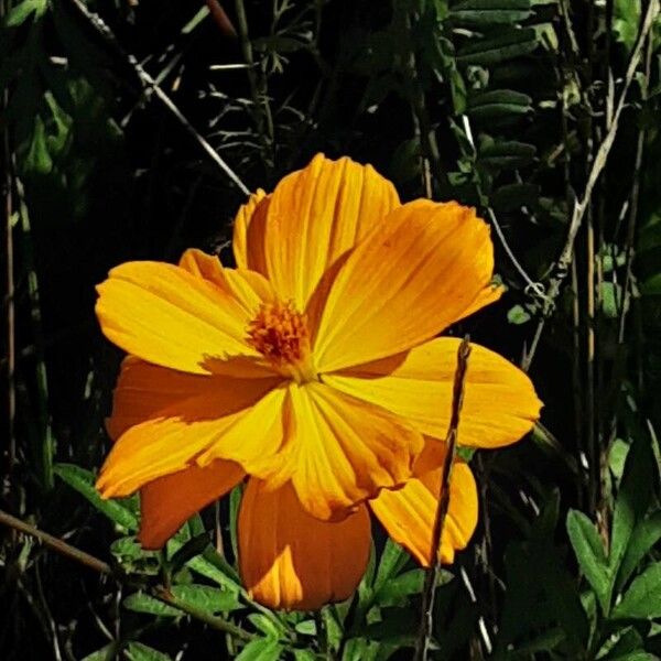 Cosmos sulphureus Кветка