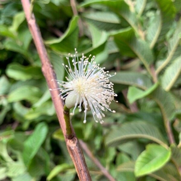 Psidium guajava Blüte