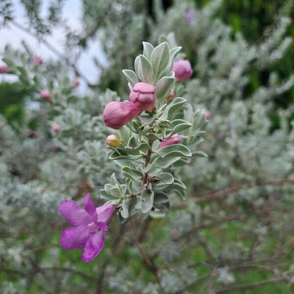 Leucophyllum frutescens Blodyn